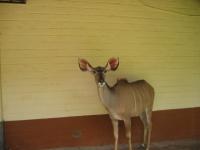 Kambi the Kudu
