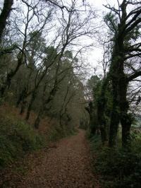 Nature in the Camino de Santiago