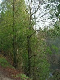 Can you see the squirrel?