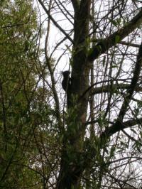 And now, can you see the squirrel?