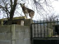 Barking with intimidation