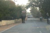 I want to take an elephant ride