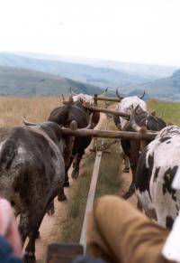 From Swaziland towards Simunye