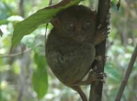 Funny tarsiers on Bohol Island