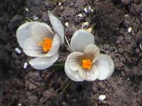 Spring flowers in Wojtkowka...