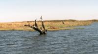 De olifanten van Chobe