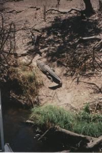 van Chobe naar Vic Falls - 1