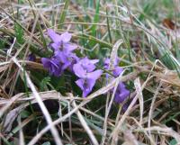 flower viola