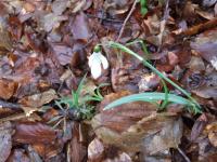 snowdrop spring flower