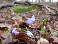 other spring flower
