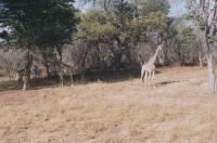 Het dierenpark Hwange