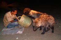 Harar - Feeding hyenas