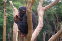 Sierra Leone - Chimps