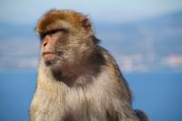Gibraltar - a shock