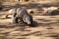 Rinca Island - Komodo National Park