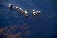 Botswana - Okavango Delta, last bush walk