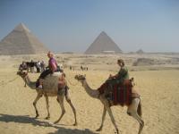 Camels at Giza - Cliche but....