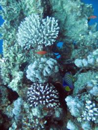 Camel Diving in the Red Sea at Dahab