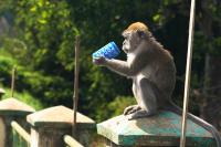 The canyon and funny macaques