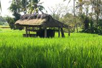 On the bike around Ubud