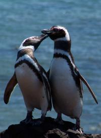 Punta Tombo (Argentina) - Penguins...