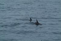 Peninsula Valdes (Argentina) - no whales