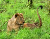 Meru National Park - Lioness (Kenya)