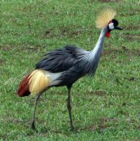 Meru and Meru National Park - not the same! (Kenya)