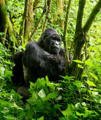 Visiting Gorillas in Congo (Zaire, Democratic Republic of Congo)