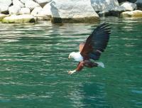 Lake Malawi - Eagles (Malawi)