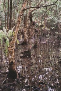 Cape Tribulation - 1