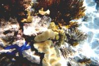 The Great Barrier Reef