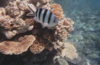 The Great Barrier Reef
