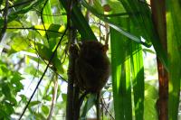 Tarsiers - treasure of Bohol