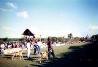 Bethel's Harvest