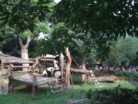 Chengdu (CN) - the Giant Panda