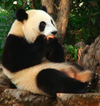 China - photo albums in the making