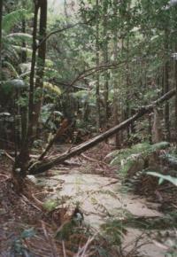 Fraser Island - een groot zand eiland