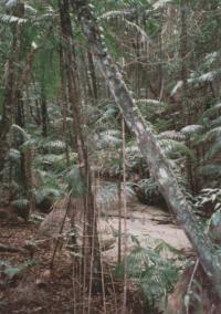 Fraser Island - 4x4 wheel drive