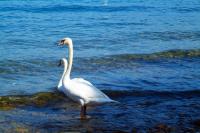 Lake Como (IT) - two headed swan and the wedding