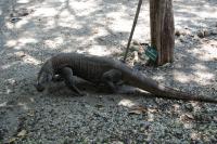 Komodo dragons