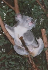 Ons vertrek uit Fraser Island