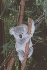 Forest Glen Wildlife Sanctuary