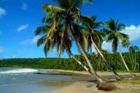 Dominica, Grenada - Caribbean Fortnight appeal, continued