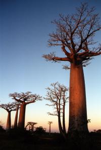 Madagascar - flying out - JNB -TNR