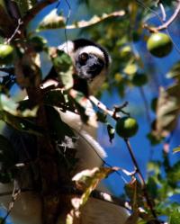 Madagascar - Isalo National Park; day two & Ilakaka