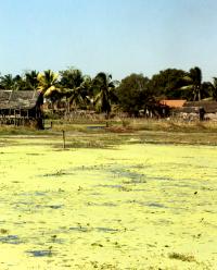 Madagascar - Morondava