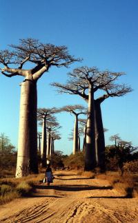 Madagascar - Morondava; Avenue des Baobabs