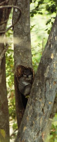 Madagascar - Morondava; Kirindy Reserve