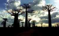 Madagascar - Morondava to Miandrivazo